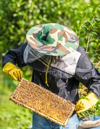 beekeeper-working-with-bees-and-honeycomb.jpg