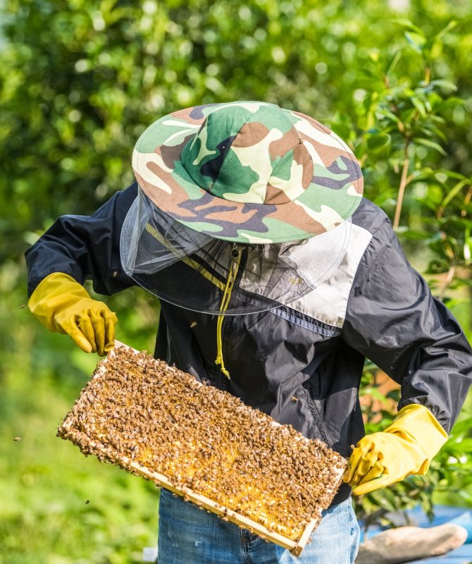 beekeeper-working-with-bees-and-honeycomb.jpg